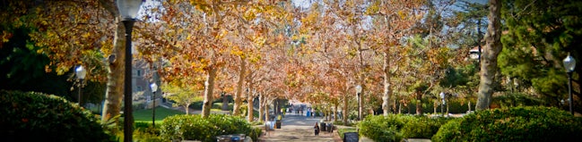 bruin walk at sunset